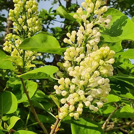 Apartment Molshojgard