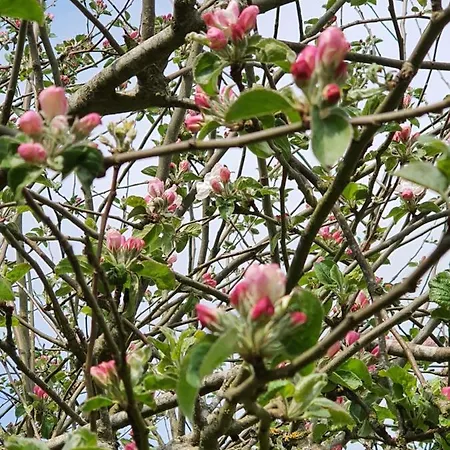 Apartment Molshojgard Knebel