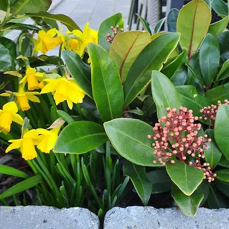 Molshojgard * Knebel