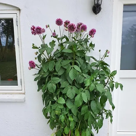 Molshojgard Apartman