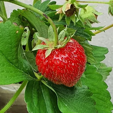 Molshojgard Apartment