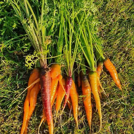 Molshojgard Apartment