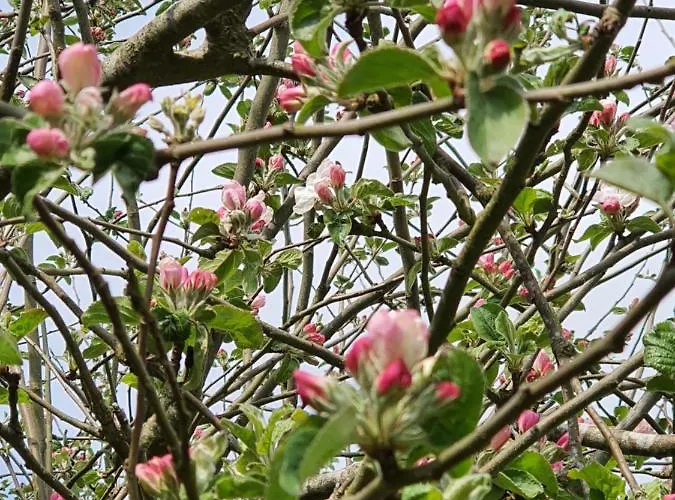 Апартаменты Molshojgard Knebel