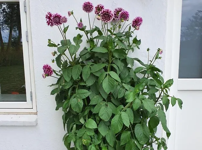 Molshojgard Апартаменты