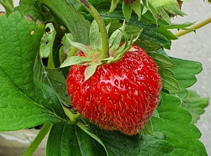 Molshojgard Апартаменты