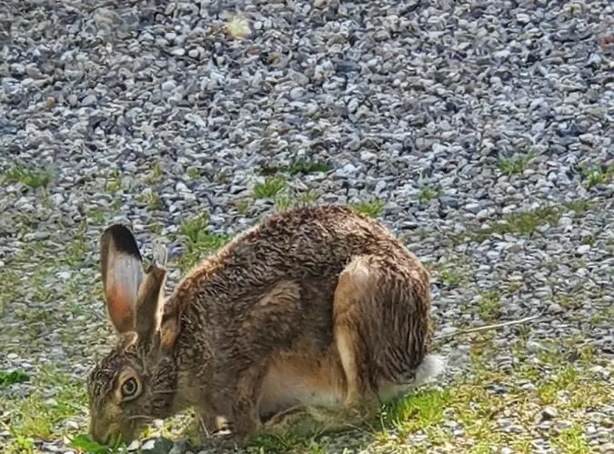 Апартаменты Molshojgard