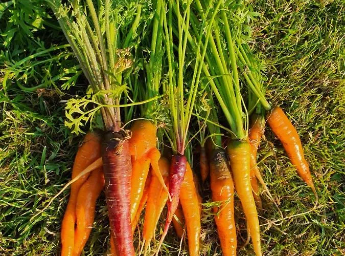 Molshojgard Апартаменты